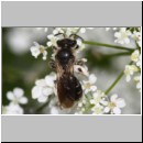 Andrena proxima - Sandbiene w01f 8-9mm OS-Hasbergen - det.jpg